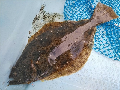 ����j12���̑��j�����{�Ɋ|�����Ă܂�